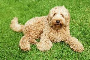 Muffin - Caniche (1 an)