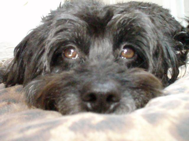 croisée caniche:Sydney - Caniche