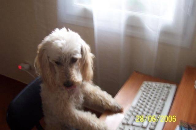 Caniche moyen, NOVA - Caniche