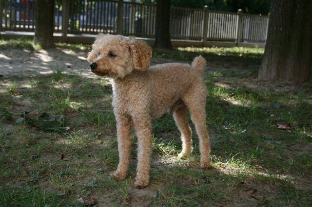Caniche - Caniche