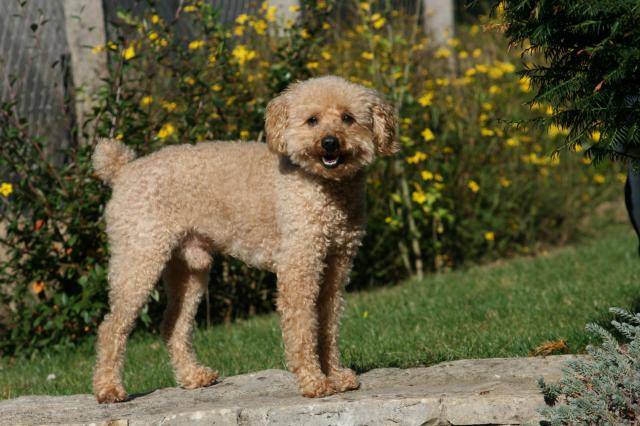 Caniche - Caniche
