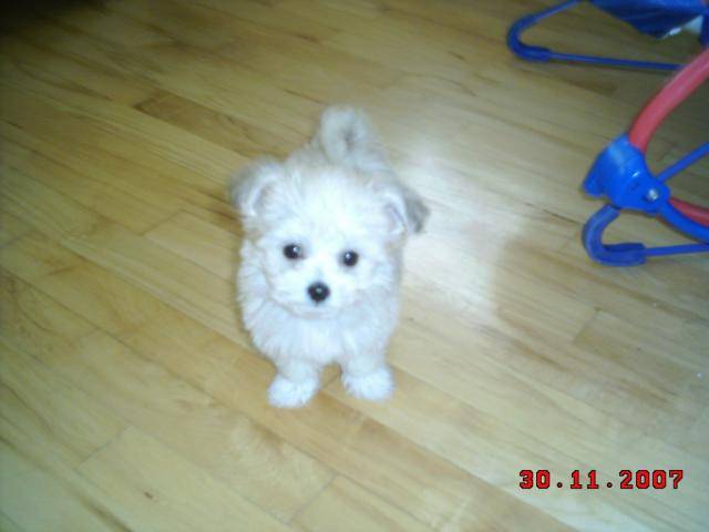 bichon-caniche - Caniche