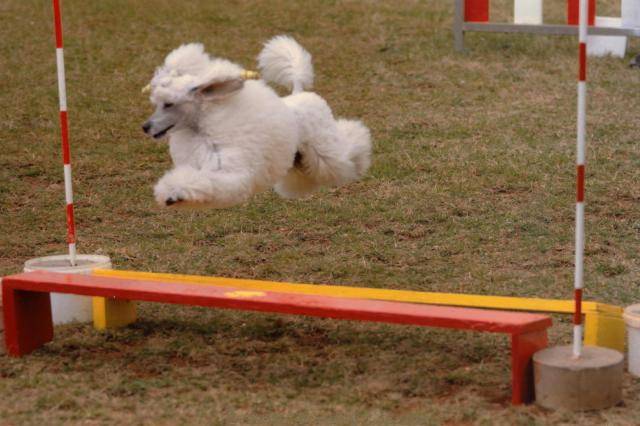 Caniche Sylphide Dite SISSI - Caniche