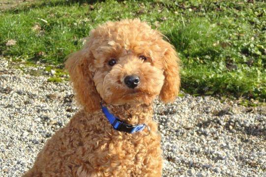 Gringo caniche nain - Caniche