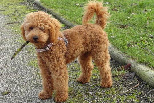 Gringo caniche nain - Caniche