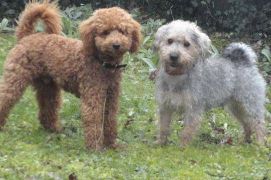 Gringo caniche nain et Kenzo croisé bichon - Caniche