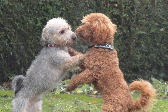 Gringo caniche nain et Kenzo croisé bichon - Caniche