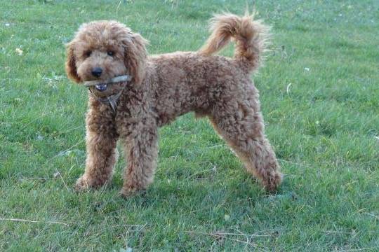 Gringo caniche nain - Caniche