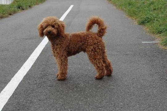 Gringo caniche nain - Caniche