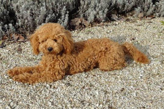 Gringo caniche - Caniche