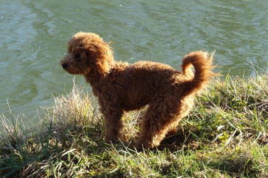Gringo caniche - Caniche