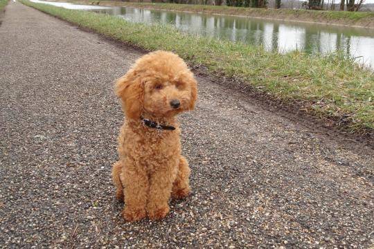 Gringo caniche - Caniche
