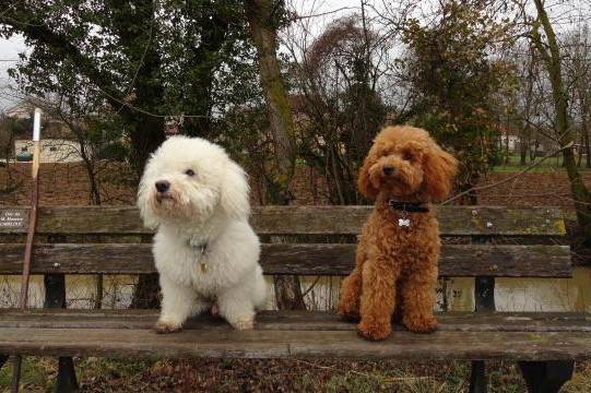 Gringo caniche nain et Volfy bichon croisé - Caniche
