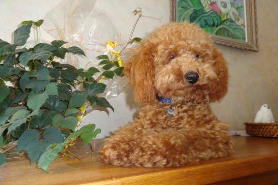 Gringo caniche - Caniche