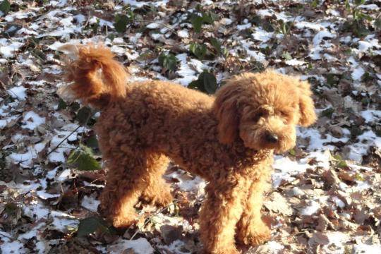 Gringo caniche - Caniche