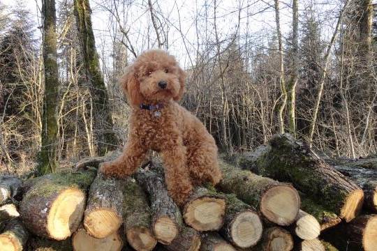 Gringo caniche - Caniche