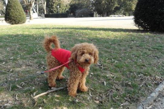 Gringo caniche - Caniche