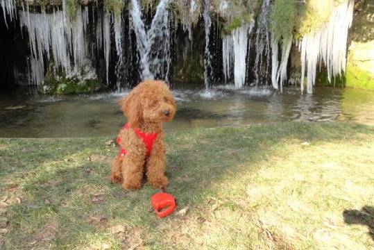 Gringo caniche - Caniche