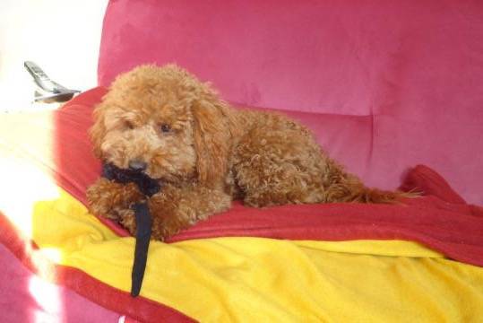 Gringo caniche - Caniche