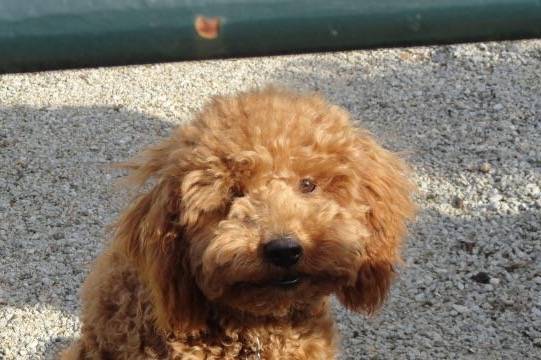 Gringo caniche - Caniche