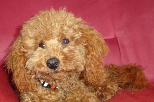Gringo caniche - Caniche