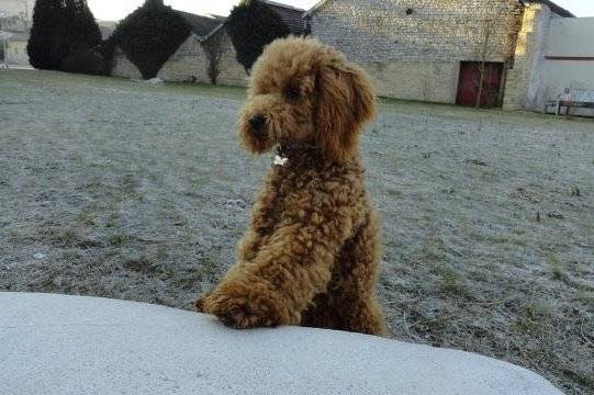 Gringo caniche - Caniche