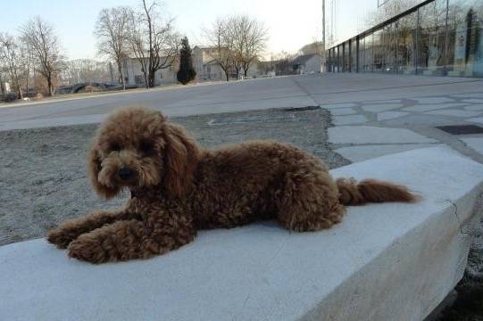 Gringo caniche - Caniche