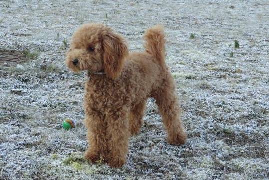 Gringo caniche - Caniche