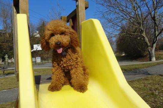 Gringo caniche - Caniche