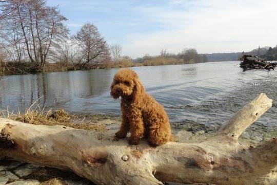 Gringo caniche - Caniche