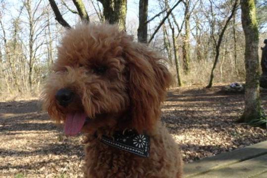 Gringo caniche - Caniche