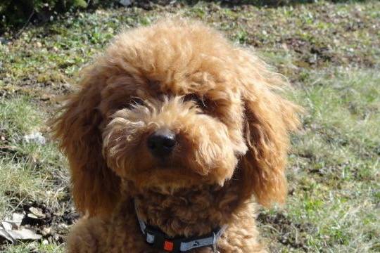 Gringo caniche - Caniche