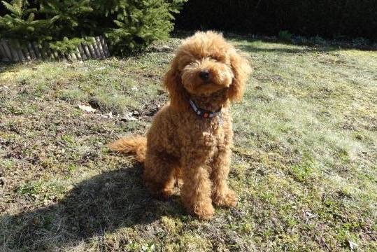 Gringo caniche - Caniche
