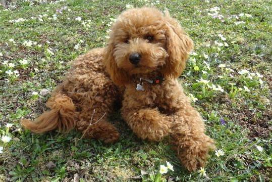 Gringo caniche - Caniche