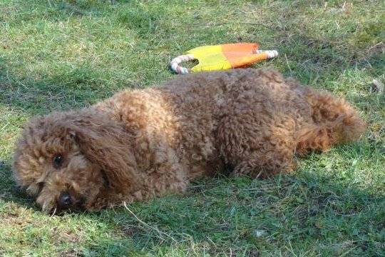 Gringo caniche - Caniche