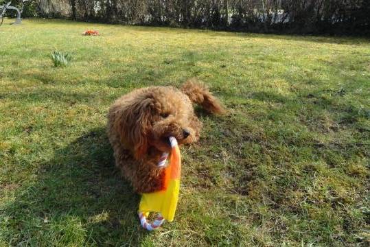 Gringo caniche - Caniche