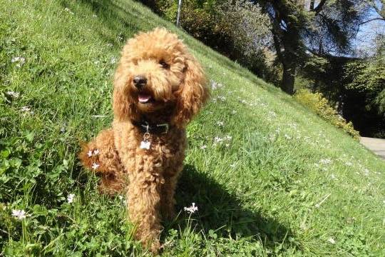 Gringo caniche - Caniche