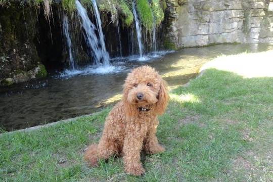 Gringo caniche - Caniche