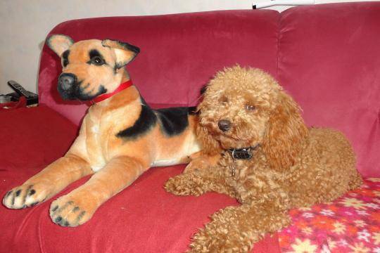Gringo caniche - Caniche