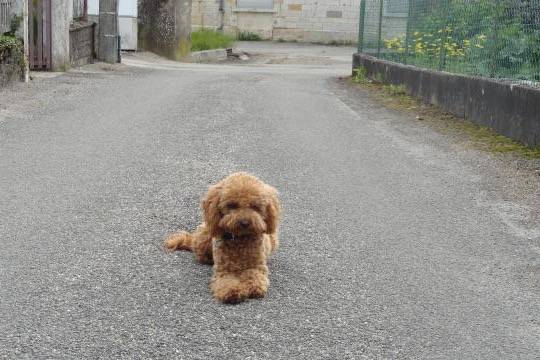 Gringo caniche - Caniche