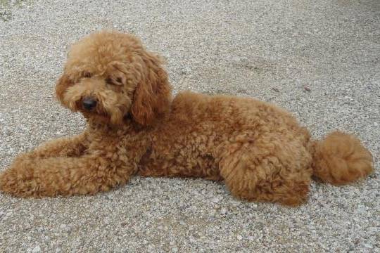 Gringo caniche - Caniche