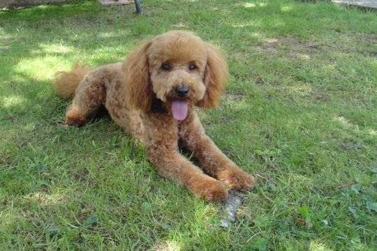 Gringo caniche - Caniche