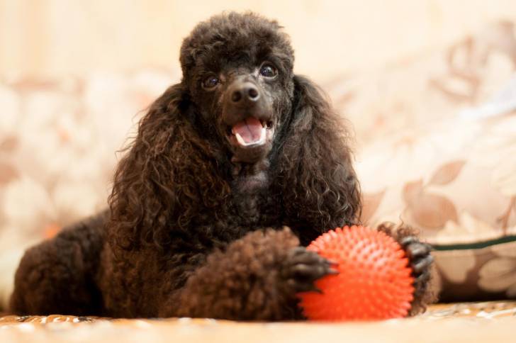 Un Caniche allongé avec une balle en plastique entre les pattes