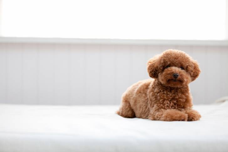 Un chiot Caniche allongé sur un grand lit