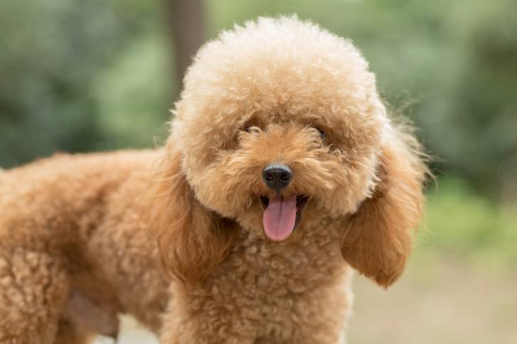 Un Caniche avec la langue pendue debout dans un jardin