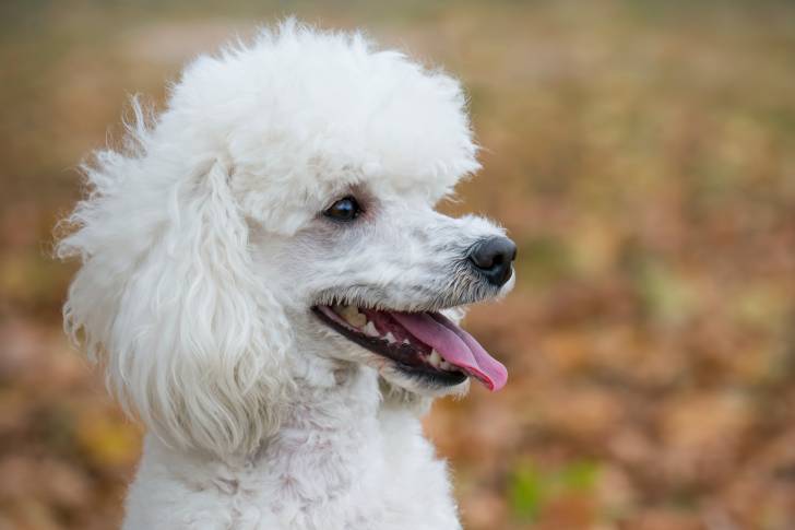 La tête d'un caniche avec la langue pendue