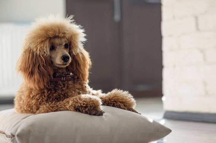 Un Caniche allongé sur un coussin