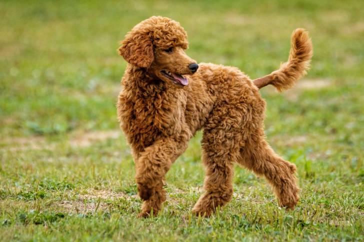 Un Caniche en promenade dans un parc