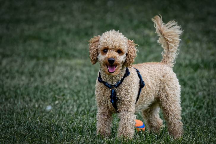Un Caniche qui porte un harnais