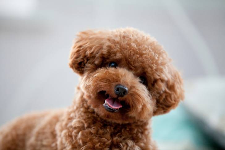 Un jeune Caniche qui penche la tête sur le côté